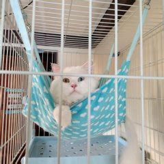 pet finder ph
